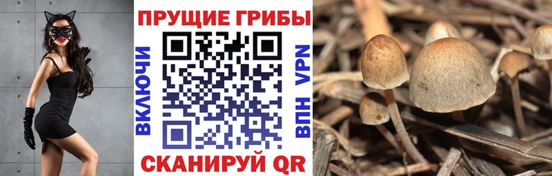 Псилоцибиновые грибы Cubensis  Новосокольники 